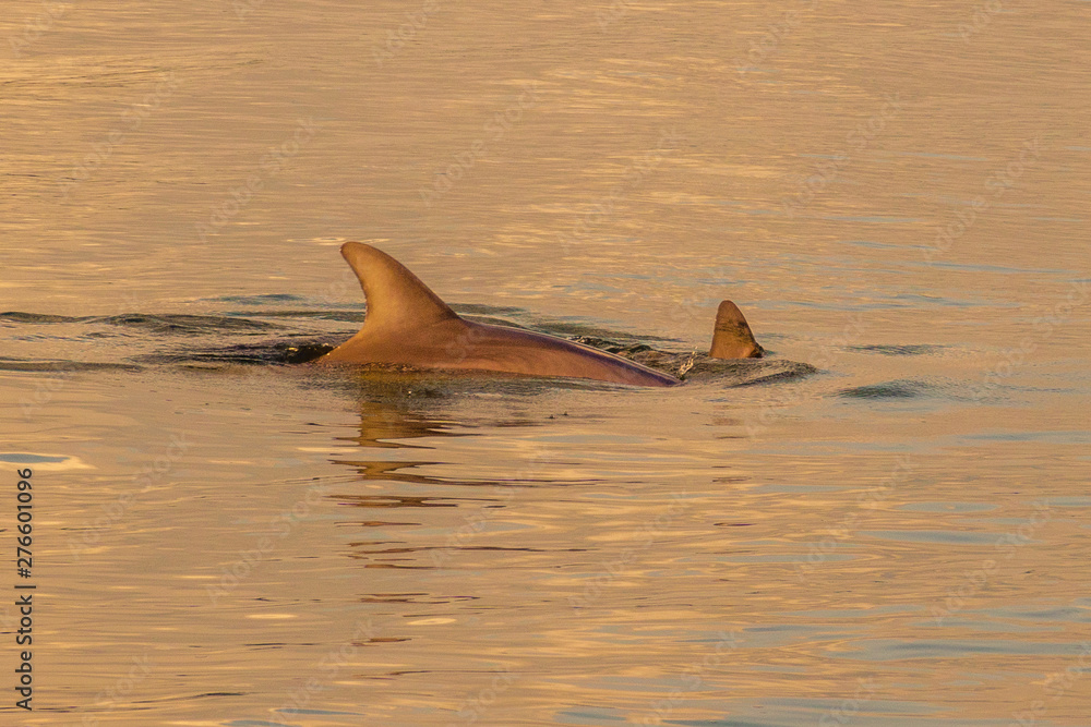 Fototapeta premium Mama Dolphin with Pup, Edisto River