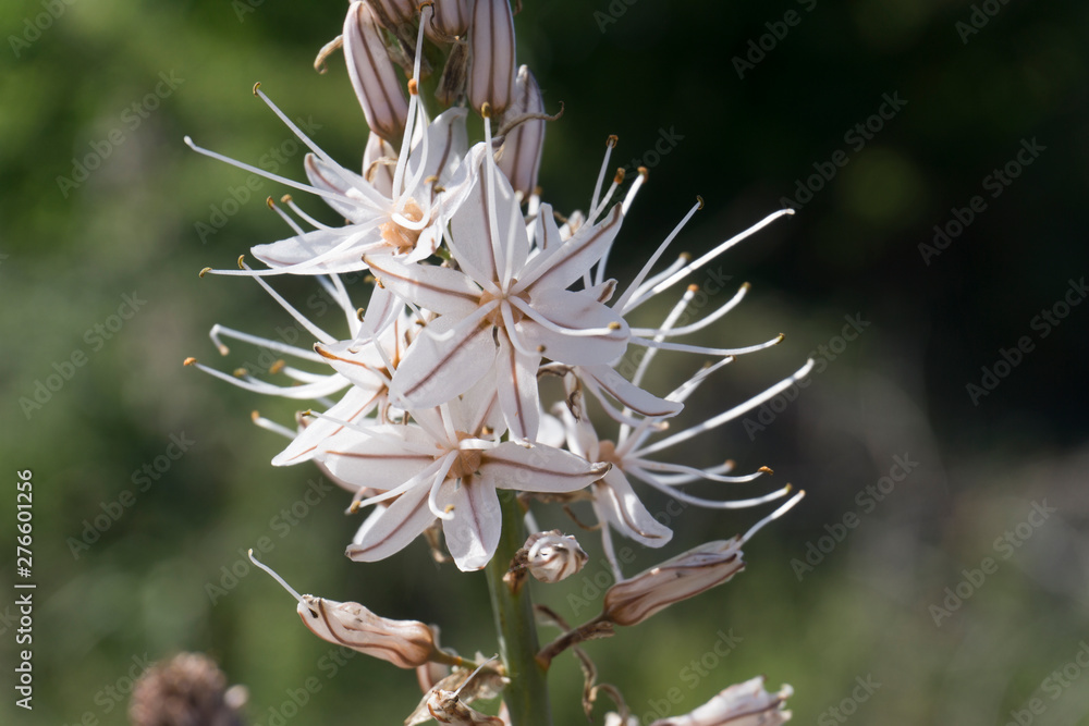Weiße Affodill Blüte im Sonnenlicht Weiße Affodill Blüte im Sonnenlicht