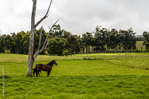 horse in the field