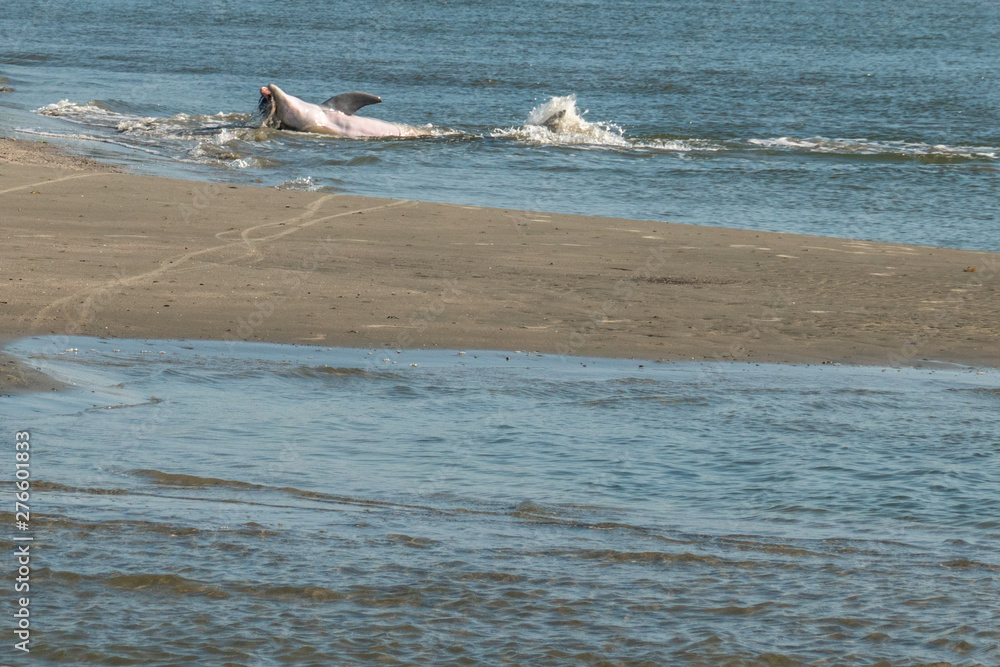 Fototapeta premium Mother Dolphin and Pup Strand Feeding