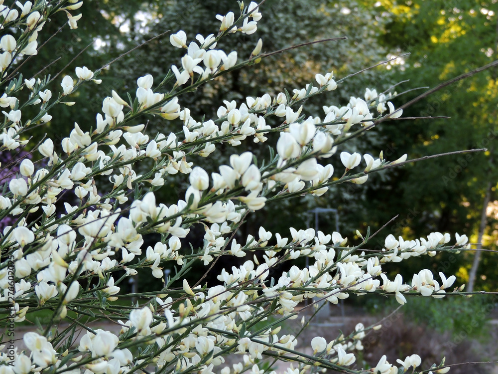Early broom, Cytisus praecox Albus, during flowering Early broom, Cytisus praecox Albus, during flowering