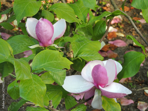 Tulip-Magnolia, Magnolia x soulangeana Lennei, during flowering. Spring photo