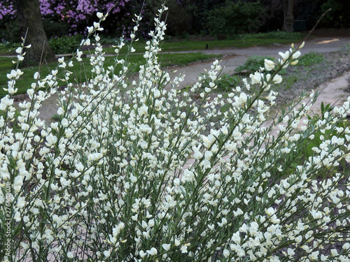 Early broom, Cytisus praecox Albus, during flowering photo