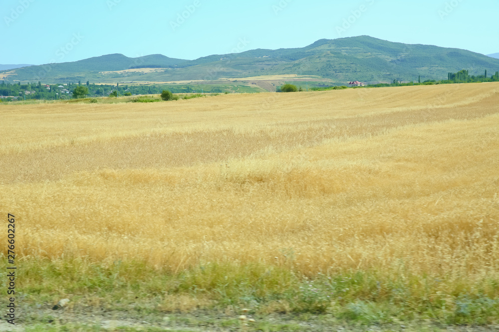 Ripened panicles of Common Oats Avena sativa .Rural landscape at dawn, terrain with oat fields and from the village on the hill. photo. Ripened panicles of Common Oats Avena sativa .Rural landscape at dawn, terrain with oat fields and from the village on the hill. photo.