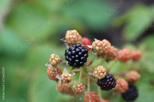 blackberry bush with berries in the garden
