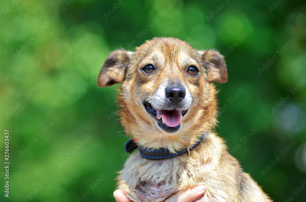 Happy little dog with brown hair and brown eyes holds human hand, on green summer background Happy little dog with brown hair and brown eyes holds human hand, on green summer background