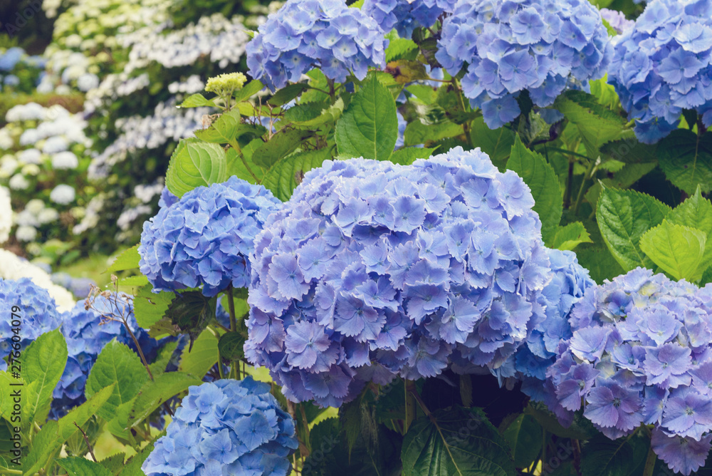 Huge inflorescences of blue large hydrangea (Latin Hydrangea macrophylla). Beautiful, toxic and healing flower hydrangea - a symbol of the island of San Miguel, Azores, Portugal. Huge inflorescences of blue large hydrangea (Latin Hydrangea macrophylla). Beautiful, toxic and healing flower hydrangea - a symbol of the island of San Miguel, Azores, Portugal.