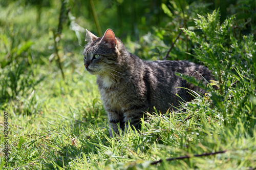 Tabby cat into the wild