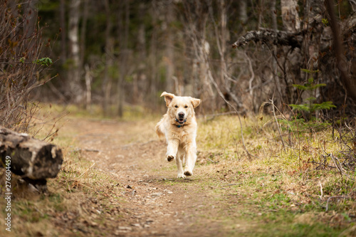 Funny, cute and happy dog breed golden retriever running in the forest and has fun at sunset