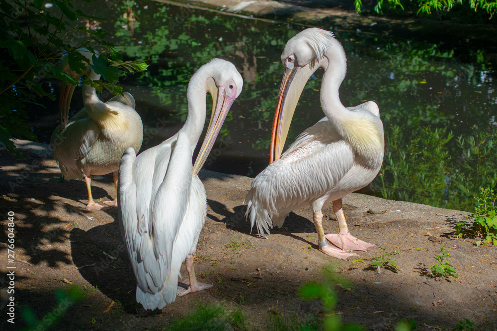 Birds pelicans talking. Funny birds. Pelican in the Park. Birds pelicans talking. Funny birds. Pelican in the Park.