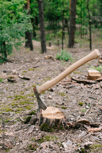 sharp ax with long wooden handle on wood stump in forest