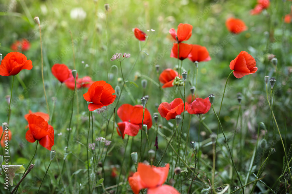 Obraz premium blooming red poppies, wild poppies weeds in Turkey