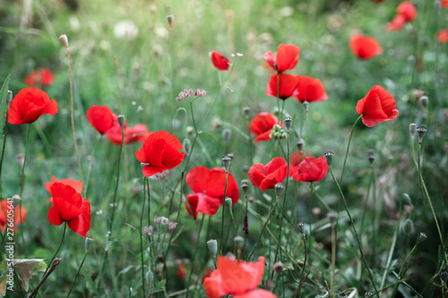 blooming red poppies, wild poppies weeds in Turkey © natalialeb