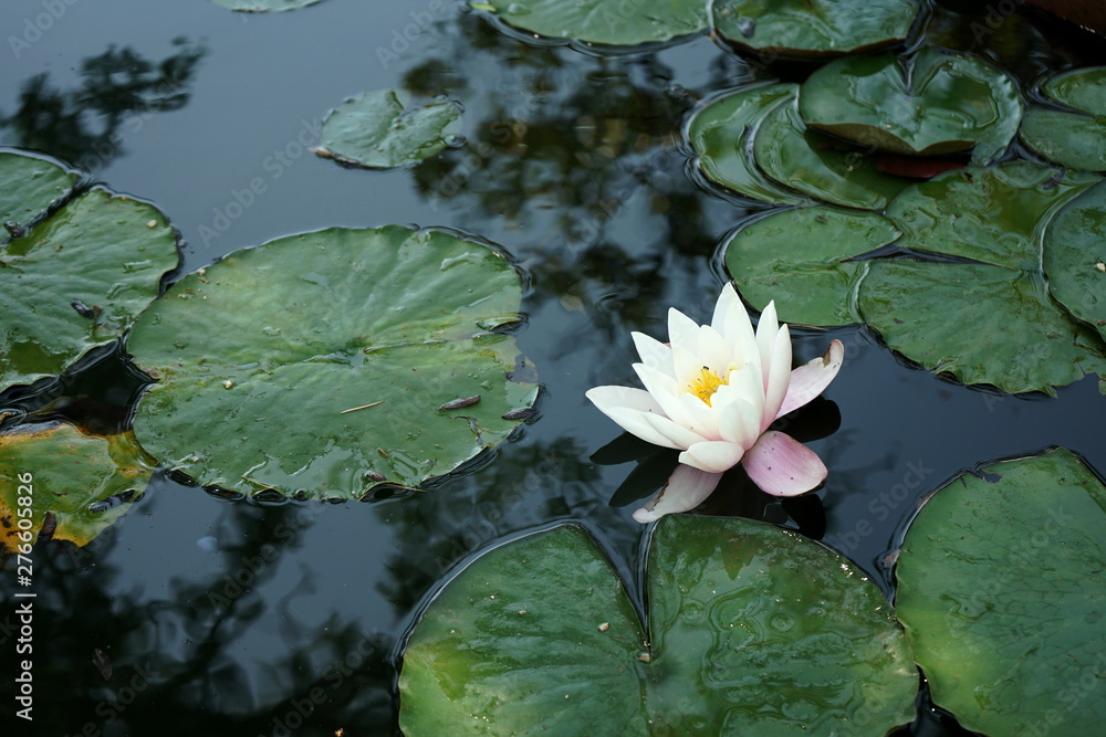 water lilies in the pond in the Park