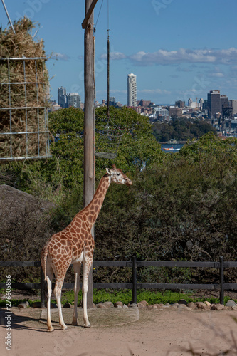 Giraffe at Tarongo Zoo Sydney Australia. Skyline in backgrond
