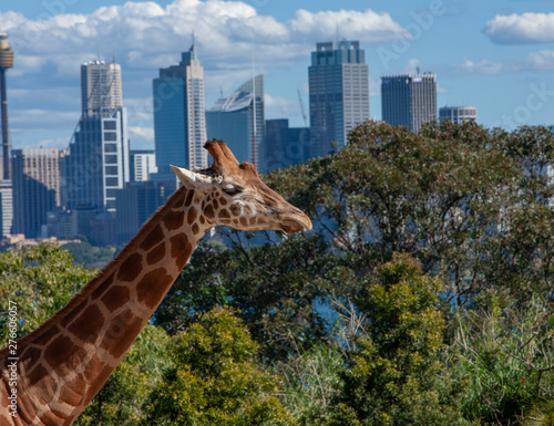 Giraffe at Taronga Zoo with skyline of Sydney Australia