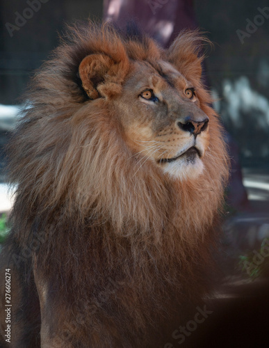 Lion male head. African wildlife. Big five. Evening light.