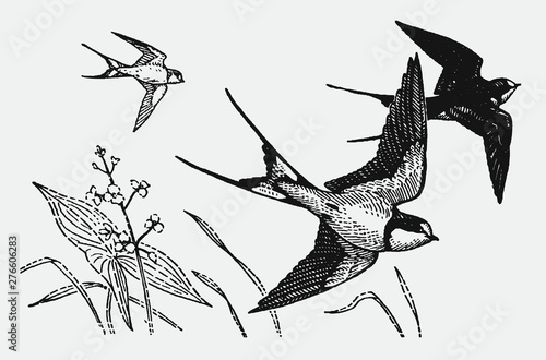 Three barn swallows hirundo rustica flying over flowers and grasses, after antique engraving from early 20c.