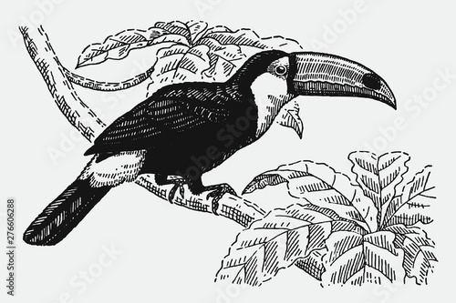 Toco toucan ramphastos with huge bill sitting on a branch. Illustration after antique engraving from early 20th century