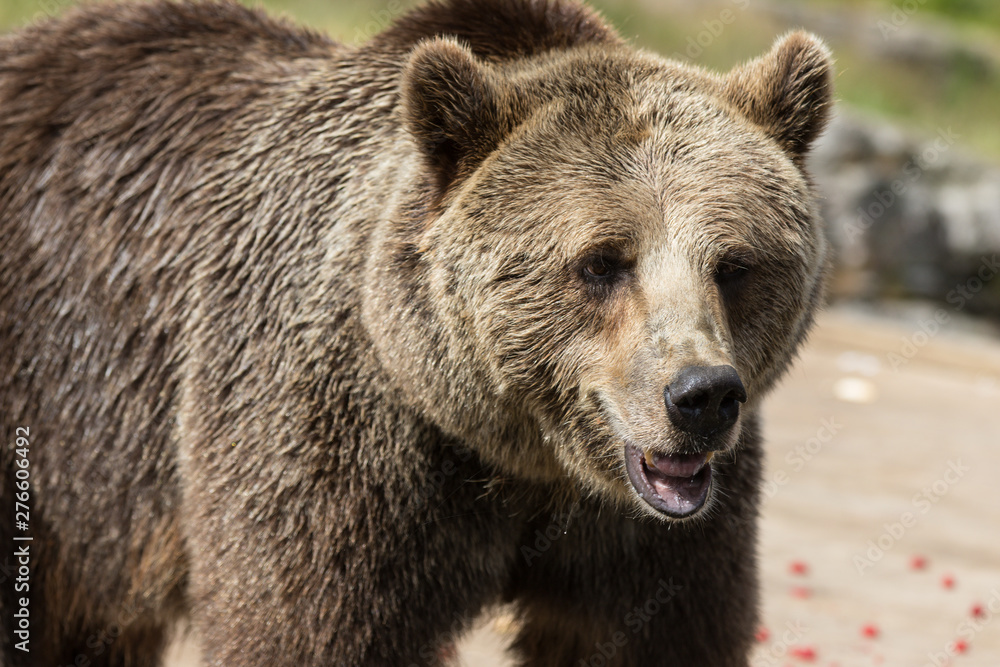 Closeup portrait of huge shaggy adult brown bear looking with interest. Ursus arctos beringianus. Kamchatka bear.