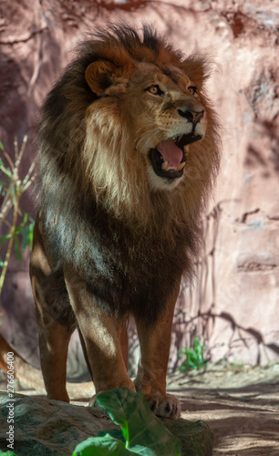 Lion male 