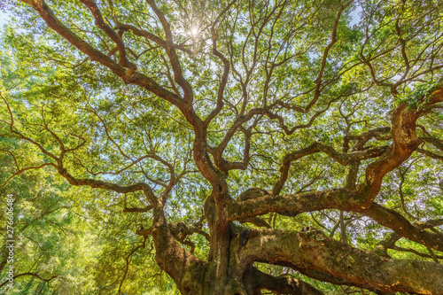 Angel Oak Tree, John's Island, SC