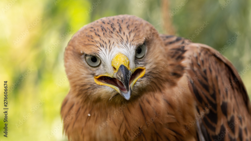 Hawk portrait with selective soft focus, on the background of green nature.