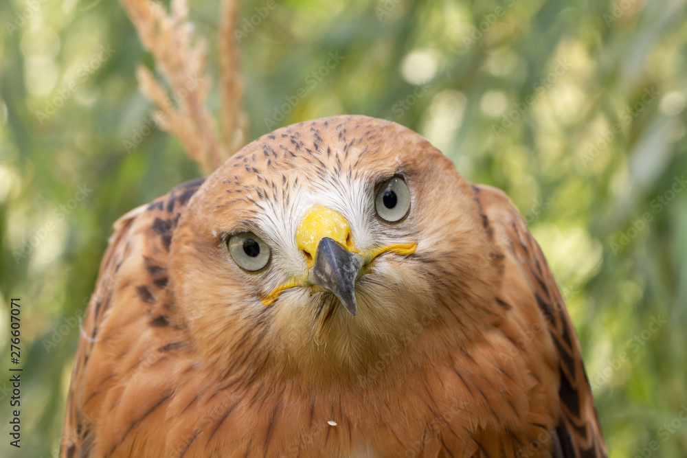 Hawk portrait with selective soft focus, on the background of green nature. Hawk portrait with selective soft focus, on the background of green nature.
