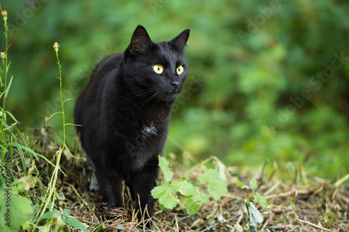 Beautiful black bombay cat with yellow eyes in green grass in nature, copy space 