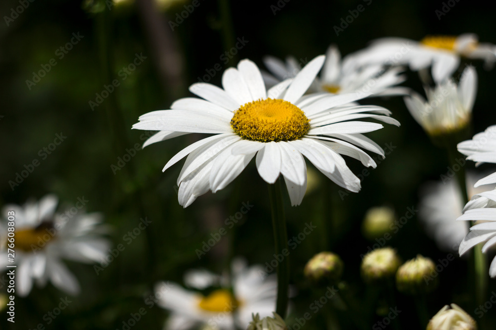 Many white large camomiles blossom in the garden in summer, background. Beautiful summer flowers. Many white large camomiles blossom in the garden in summer, background. Beautiful summer flowers.