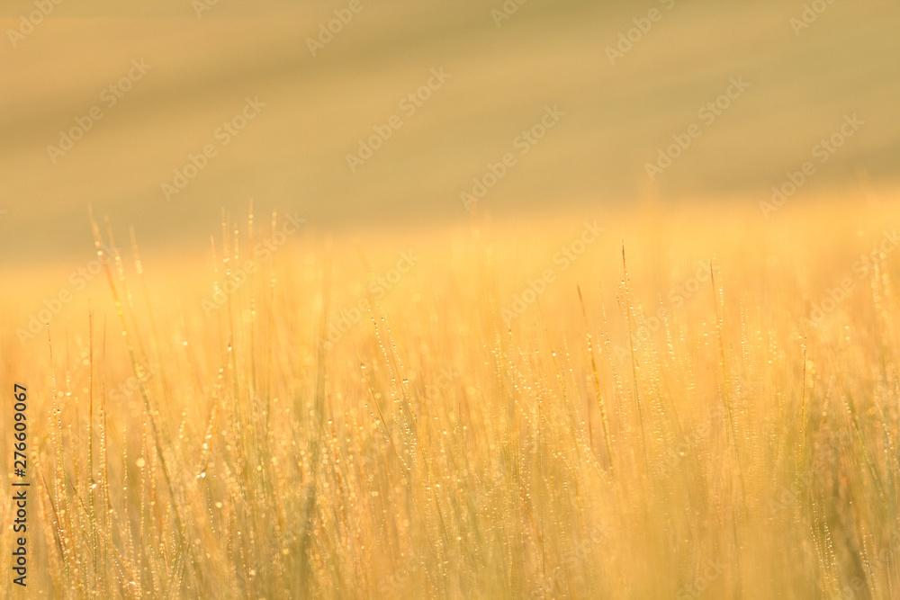 Fototapeta premium Wheat spikes, mustache, sprouts, macrophotography, abstract background