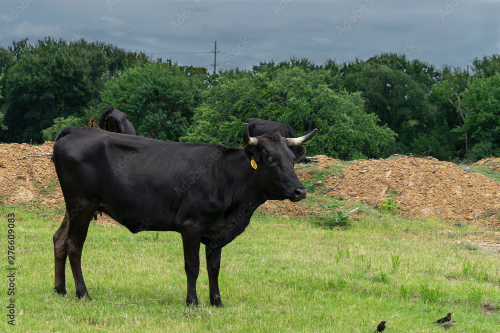 Black cow standing in field looking to the side Black cow standing in field looking to the side