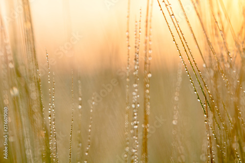 Wheat spikes  mustache  sprouts  macrophotography  abstract background