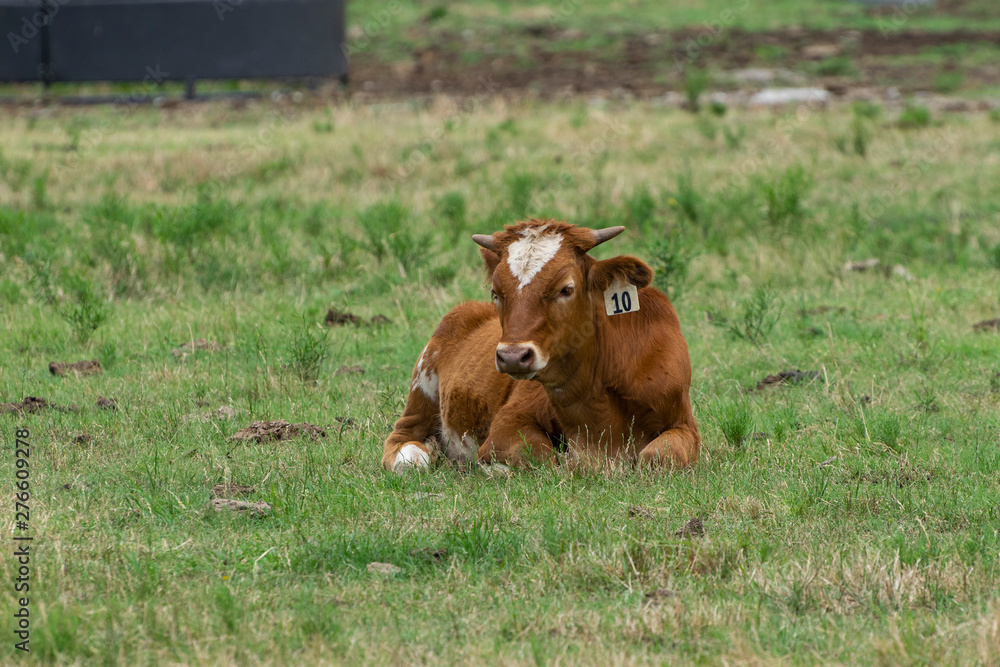 Young brown and white calf with budding horns resting in grass Young brown and white calf with budding horns resting in grass