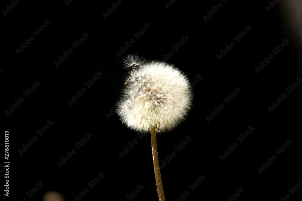 Silhouette Of Dandelion in the wind Silhouette Of Dandelion in the wind