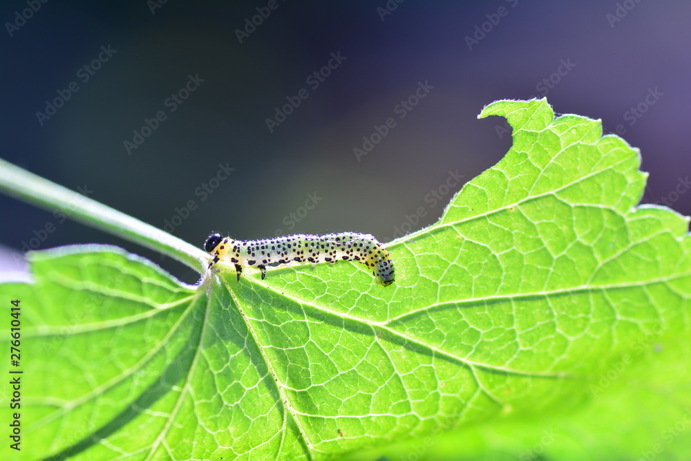 Caterpillar - Sawfly - Broadfooted birch leaf wasp run on leaf Caterpillar - Sawfly - Broadfooted birch leaf wasp run on leaf