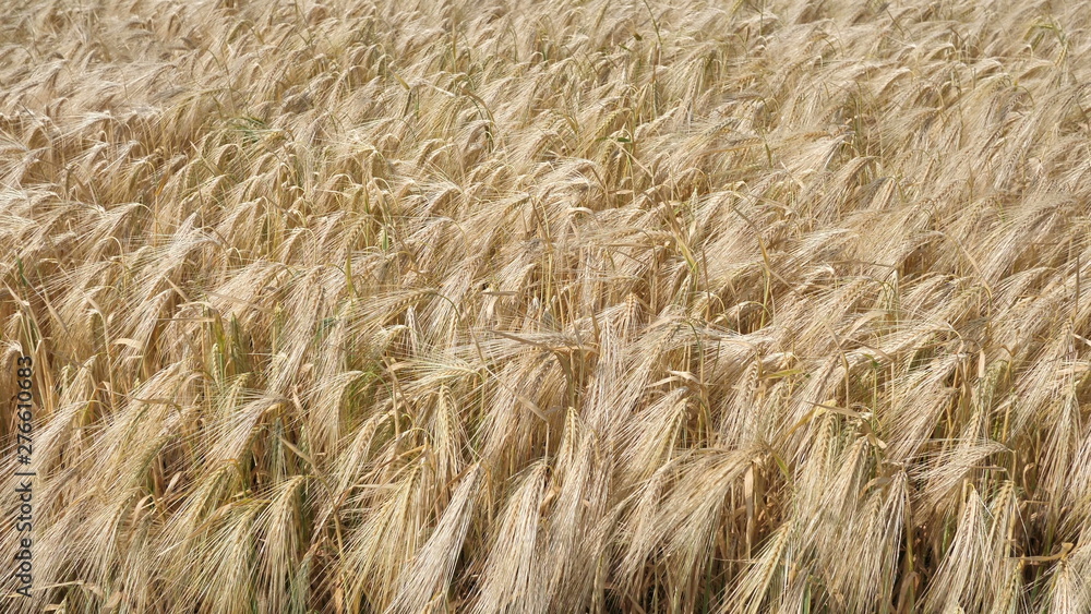 Golden ears of ripe, organic, natural winter Wheat, processed into flour, and feed for cows before harvesting. Golden ears of ripe, organic, natural winter Wheat, processed into flour, and feed for cows before harvesting.