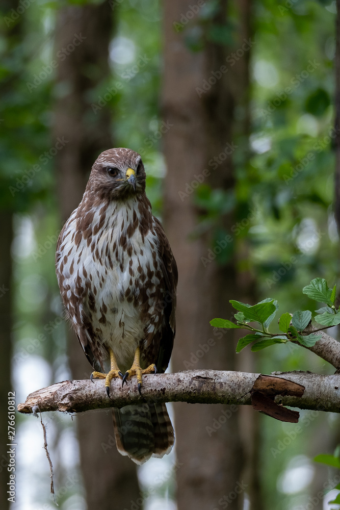 Common buzzard with prey Common buzzard with prey
