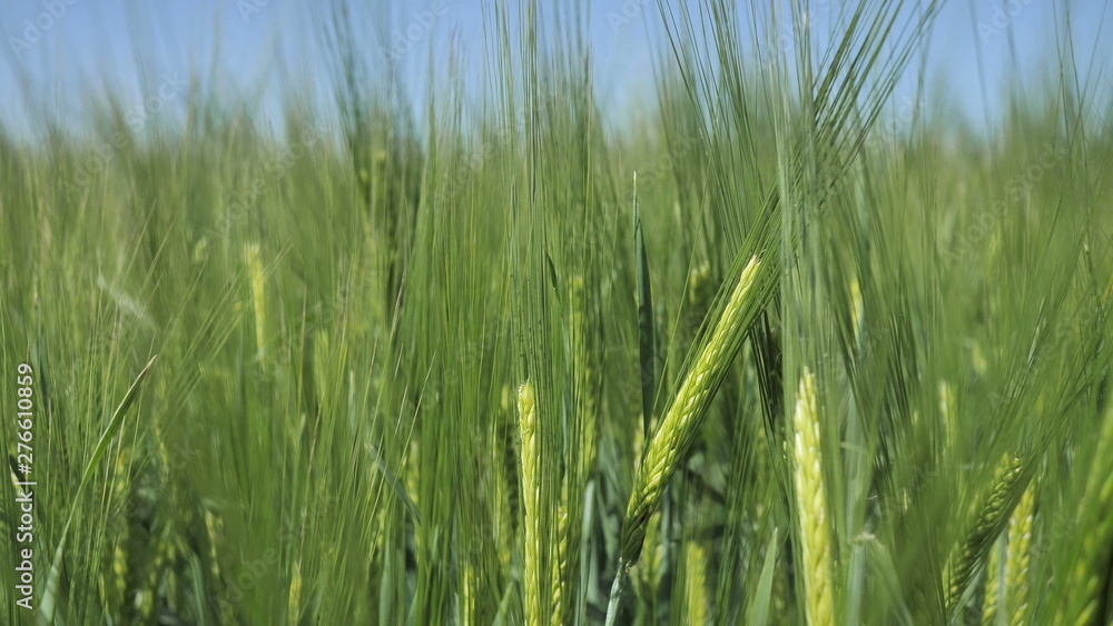 Clous-up background from large spikelets of organic green unripe wheat before being treated with herbicides and fertilizers, for a big harvest, sway from the wind. Clous-up background from large spikelets of organic green unripe wheat before being treated with herbicides and fertilizers, for a big harvest, sway from the wind.