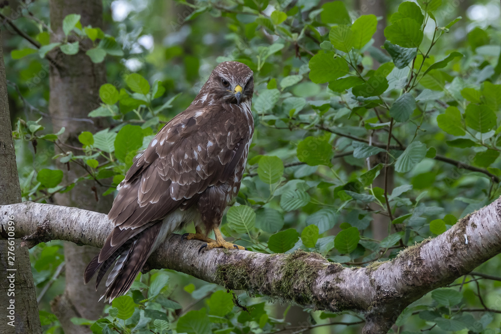 Common buzzard with prey Common buzzard with prey