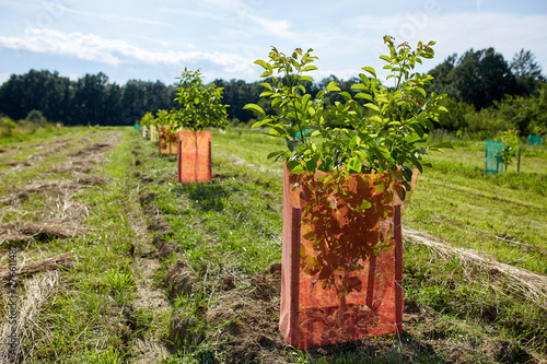 Orchard of young walnuts photo