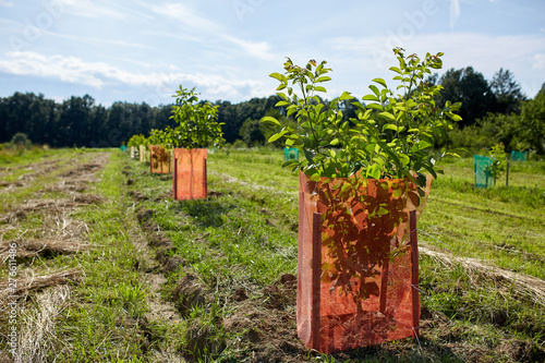 Orchard of young walnuts photo