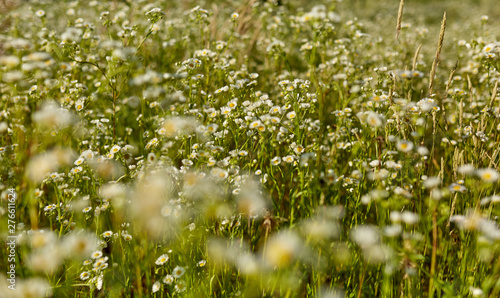 Wild flowers in a field