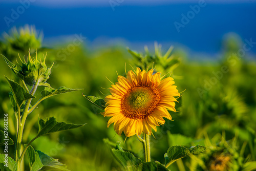 Sunflowers in the sunny day