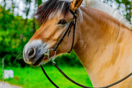  Norwegian fjord horse on a lush green field in spring. Portrait of a horse's head. photo