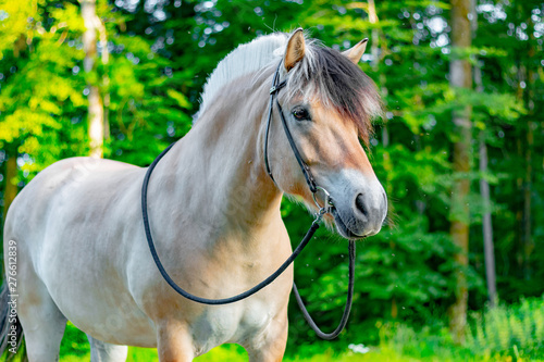 Photos Norwegian fjord horse on a lush green field in spring