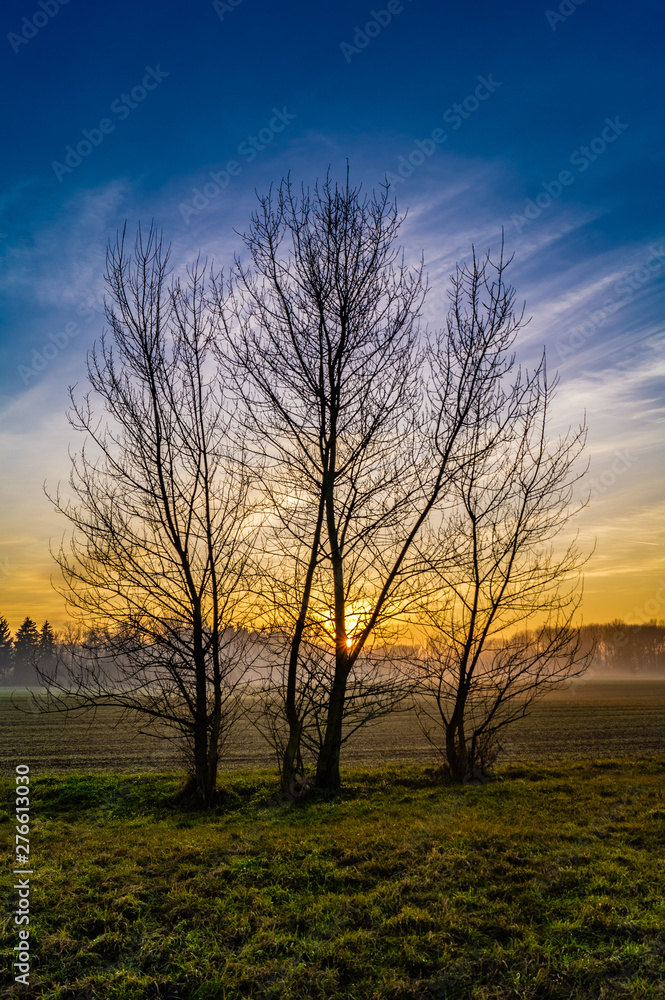 three tree on meadow at sunset with blue sky