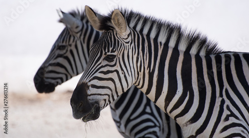 close up of a pair of zebras standing sideways