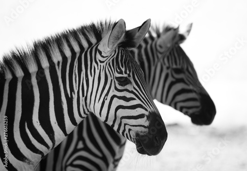 black and white close up of a zebra with another one blurry at the background