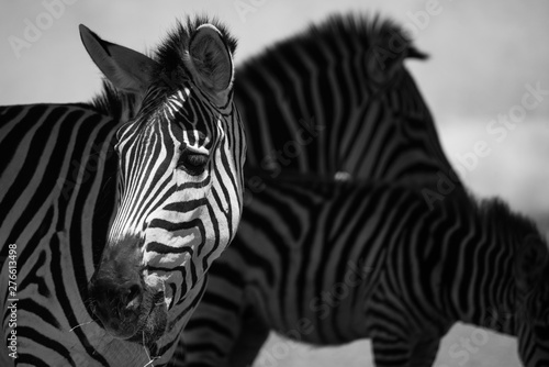 close up of a zebra between shadows